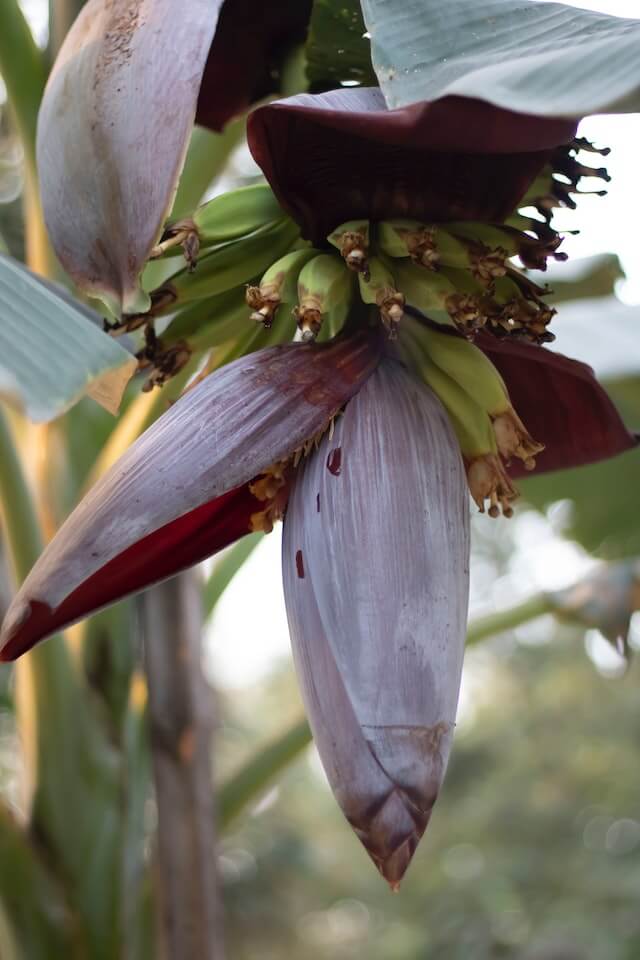 Banana Blossom - Indigenous Philippine Vegetables