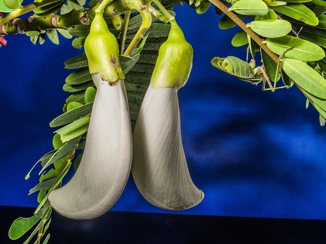 Katuray - Indigenous Philippine Vegetables