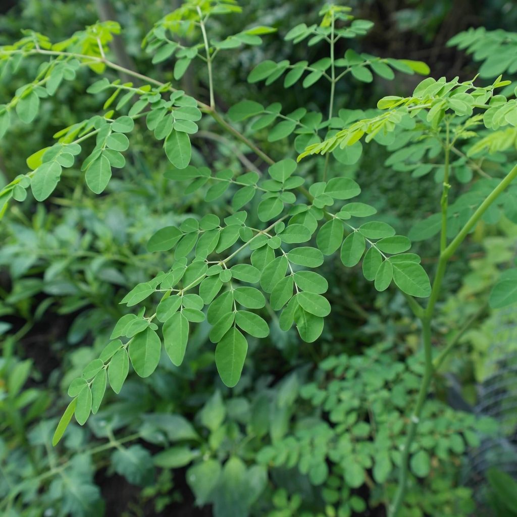 Indigenous Philippine Vegetables - Moringa